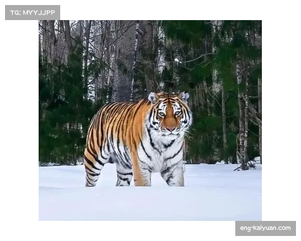 吉林东北虎扮演巨人杀手 姜伟泽32分导演末节逆转胜山西